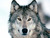 A wolf_tiny